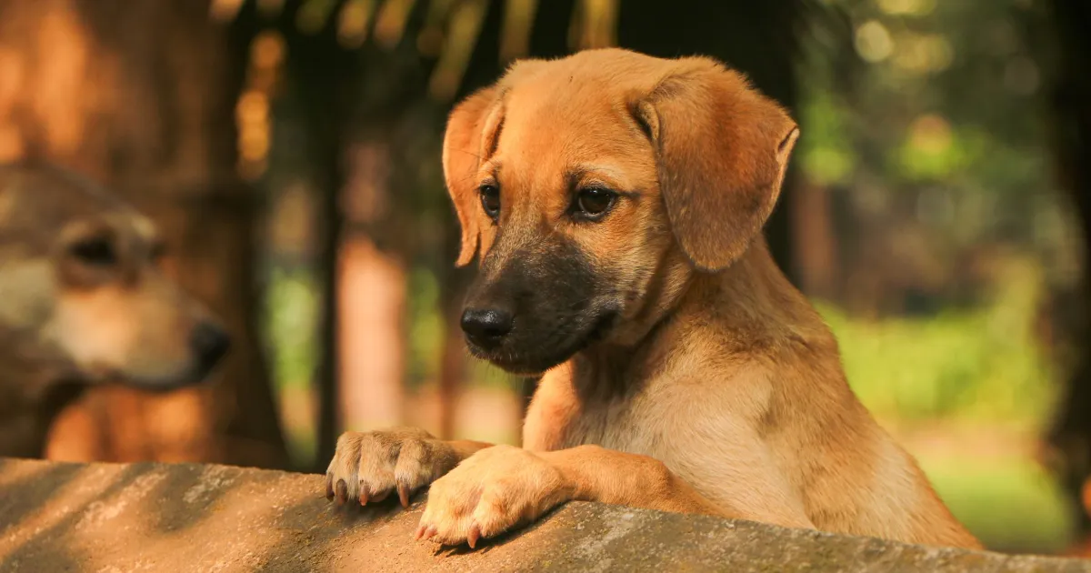 Sponsored Content for Pet Brands