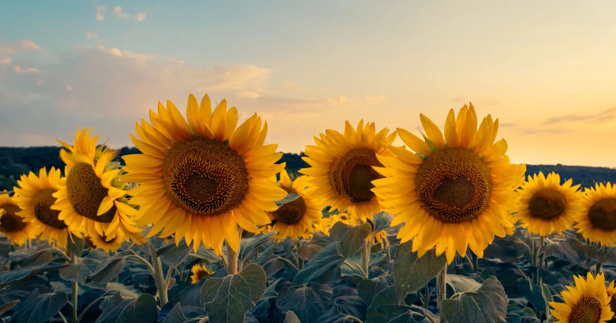 Google Trends for Content Topic Selection: A Practical Guide