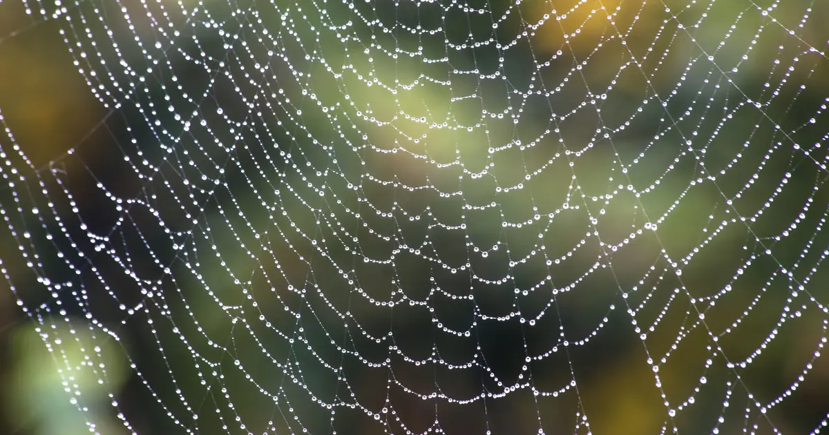 Backlink Profile Analysis: Reading Data from Link Checkers