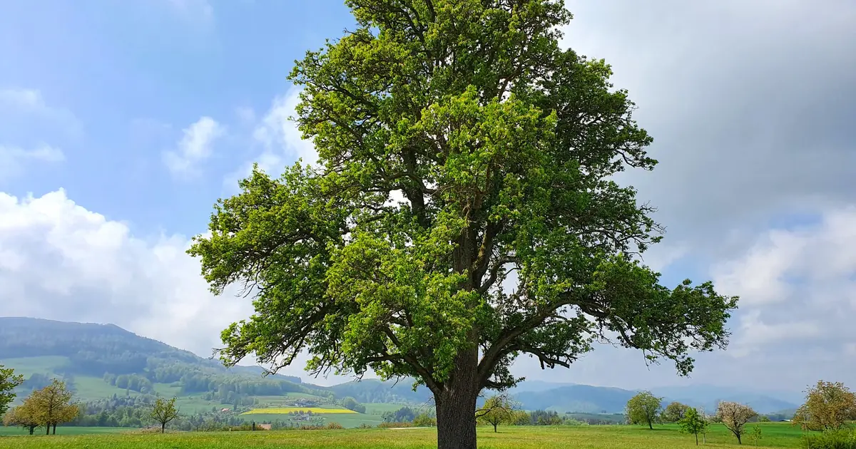 Evergreen Content: Topic Selection and Maintenance Plan