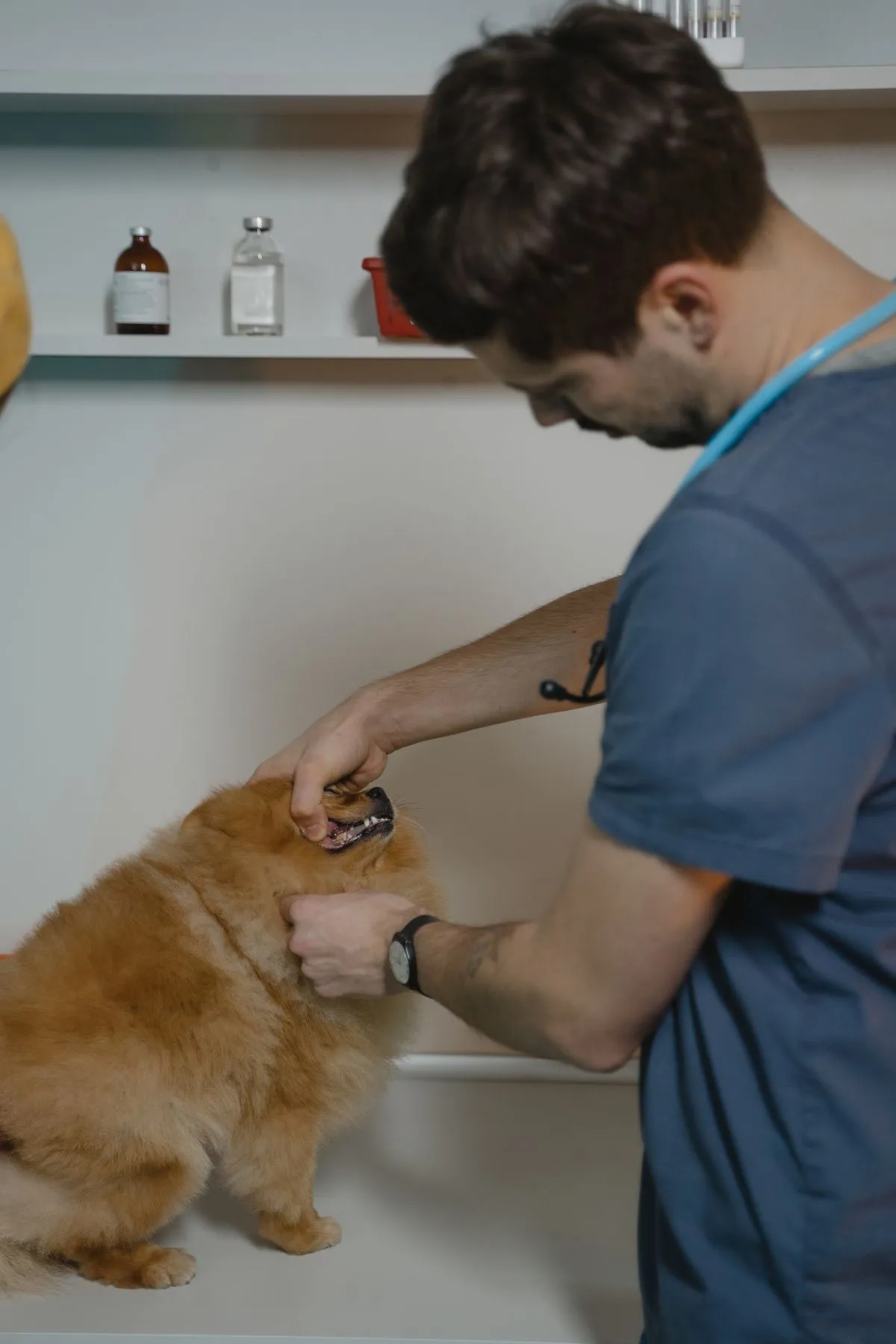 Veteriner Klinikleri İçin Tanıtım Yazısı Stratejisi